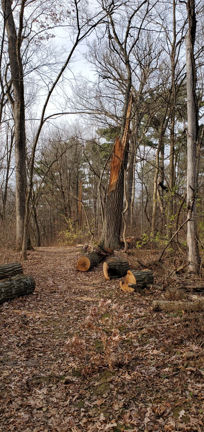 White Pines Forest State Park 